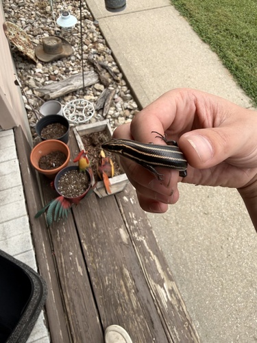 Common Five-lined Skink