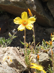Mentzelia lindleyi