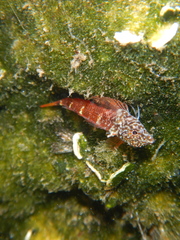 Tripterygion melanurus