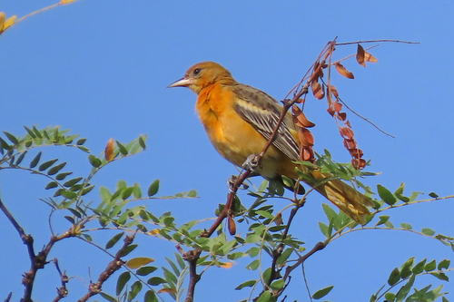 Baltimore Oriole