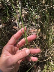 Rhynchospora fascicularis