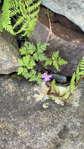 Herb Robert