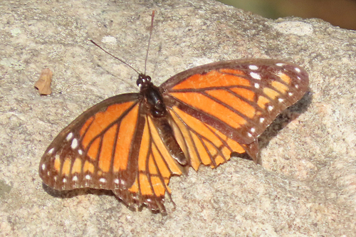 Viceroy