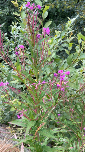 fireweed