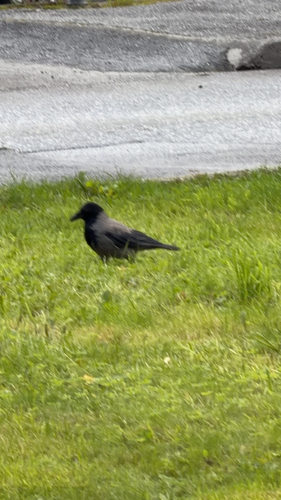 Hooded Crow