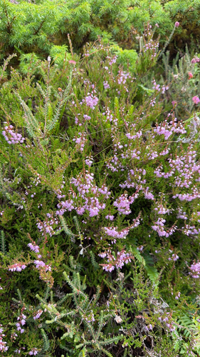 common heather