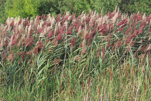 common reed