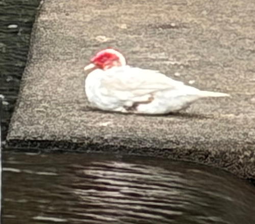 Muscovy Duck