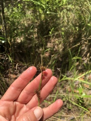 Rhynchospora fascicularis