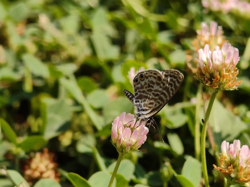 Lang's Short-tailed Blue