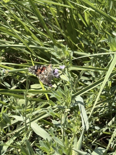 Painted Lady