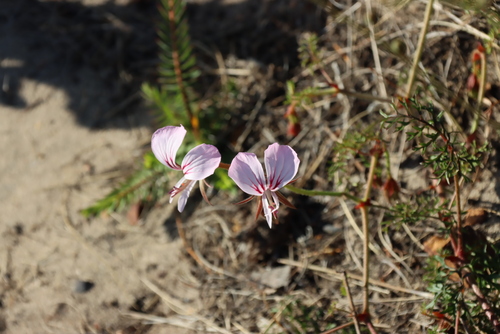 Pelargonium longicaule, photograph 6