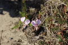 Pelargonium longicaule, photograph (c) Tony Rebelo, some rights reserved (CC BY-SA)