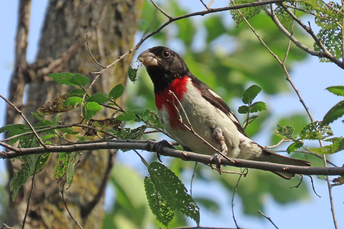 Rose-breasted Grosbeak