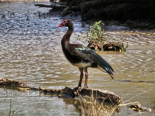 iNaturalist image