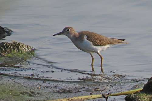 Spotted Sandpiper
