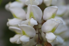 Robinia pseudoacacia