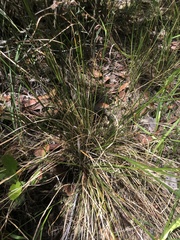 Rhynchospora fascicularis