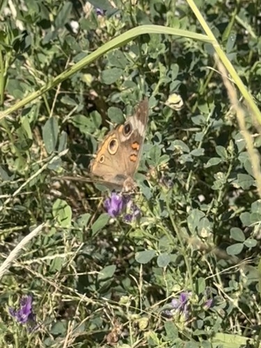 Common Buckeye