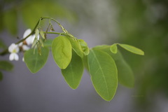 Robinia pseudoacacia