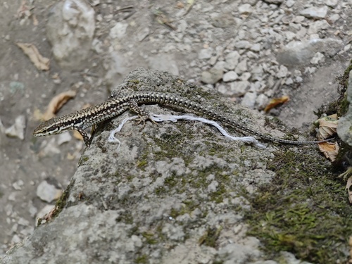 Common Wall Lizard