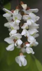 Robinia pseudoacacia