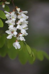 Robinia pseudoacacia