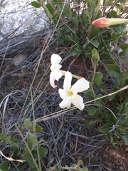 Mandevilla brachysiphon