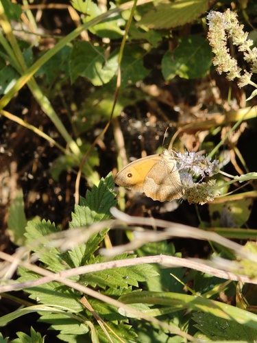 Meadow Brown