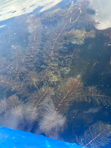 Myriophyllum heterophyllum, 2026-08-28