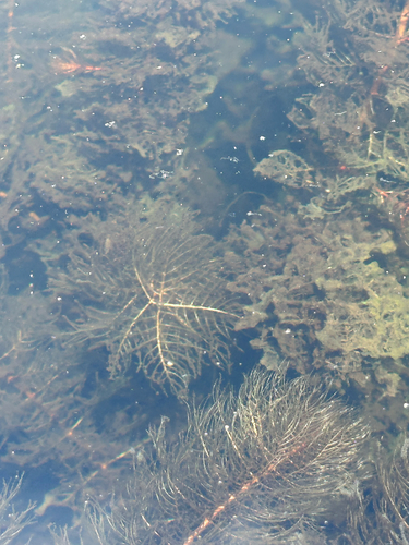 Myriophyllum heterophyllum, photograph 2