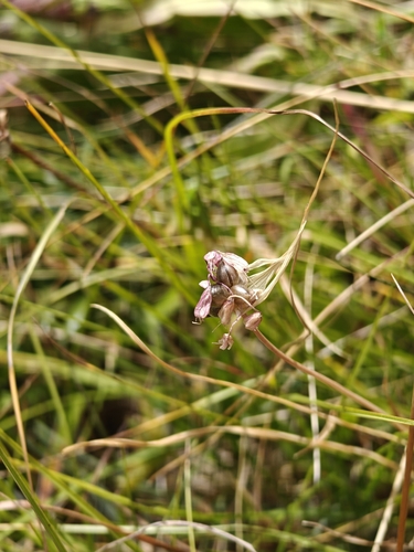 Keeled Garlic