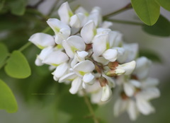Robinia pseudoacacia