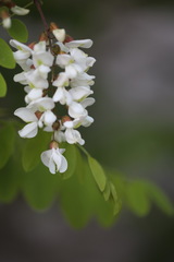 Robinia pseudoacacia