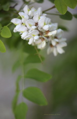 Robinia pseudoacacia