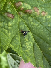 Rhagoletis cerasi