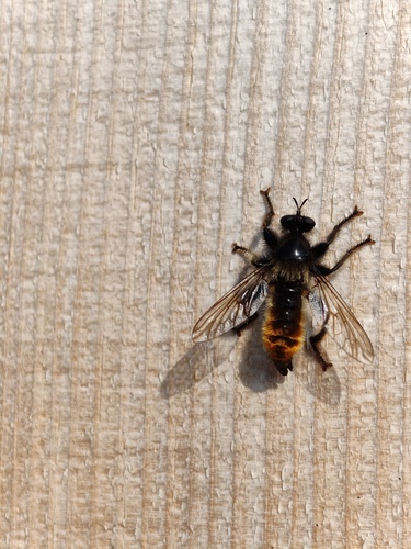 bumblebee robberfly