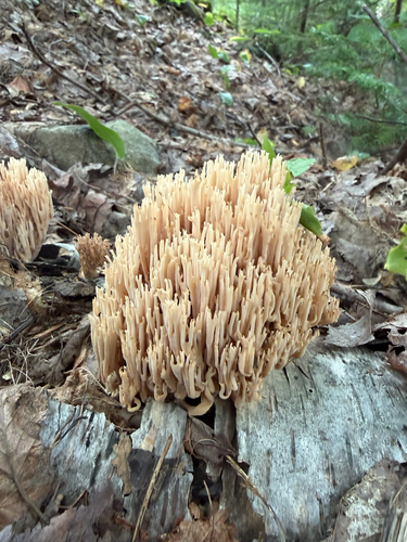 Upright Coral Fungus