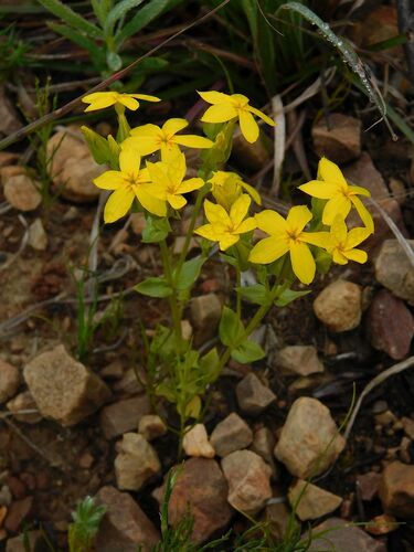 Sebaea exacoides, photograph 2