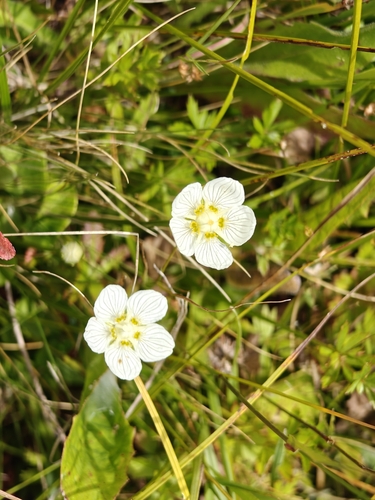 marsh grass-of-Parnassus