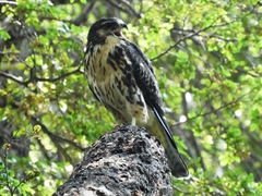 Buteo albigula