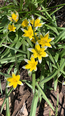 Angiospermae