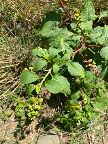 American pokeweed