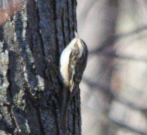 Certhia americana