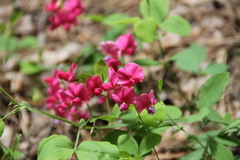 Lathyrus rotundifolius