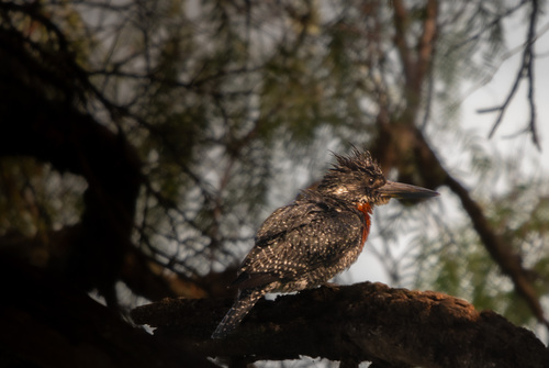 iNaturalist image