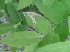 Aulagromyza cornigera