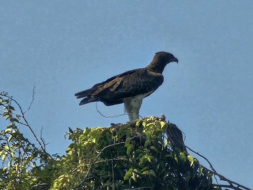 Martial Eagle