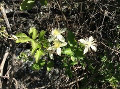 Clematis lasiantha