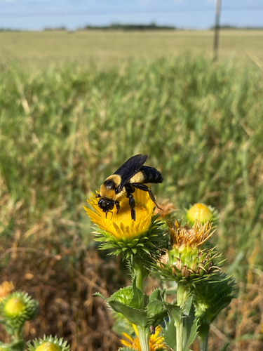 Southern Plains Bumble Bee